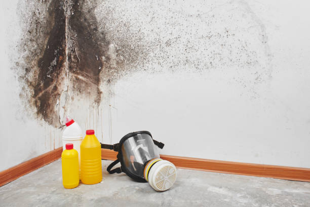 Best Fast Mold Removal  in Shoreview, MN