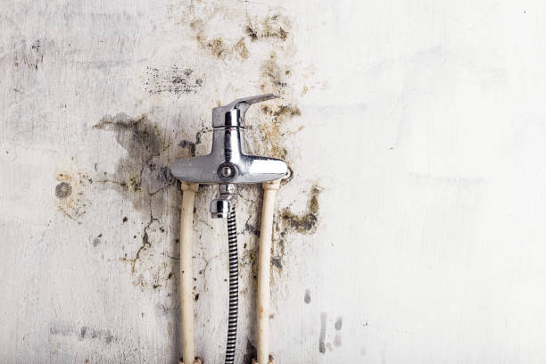 Best Mold Removal Company Near Me  in Shoreview, MN