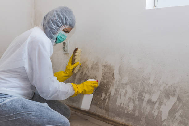 Best Crawl Space Mold Removal  in Shoreview, MN