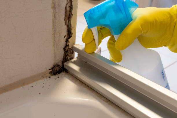 Best Residential Mold Removal  in Shoreview, MN